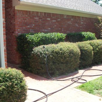 Trimmed hedges line a brick walkway beside a house with a hose laying across the path.
